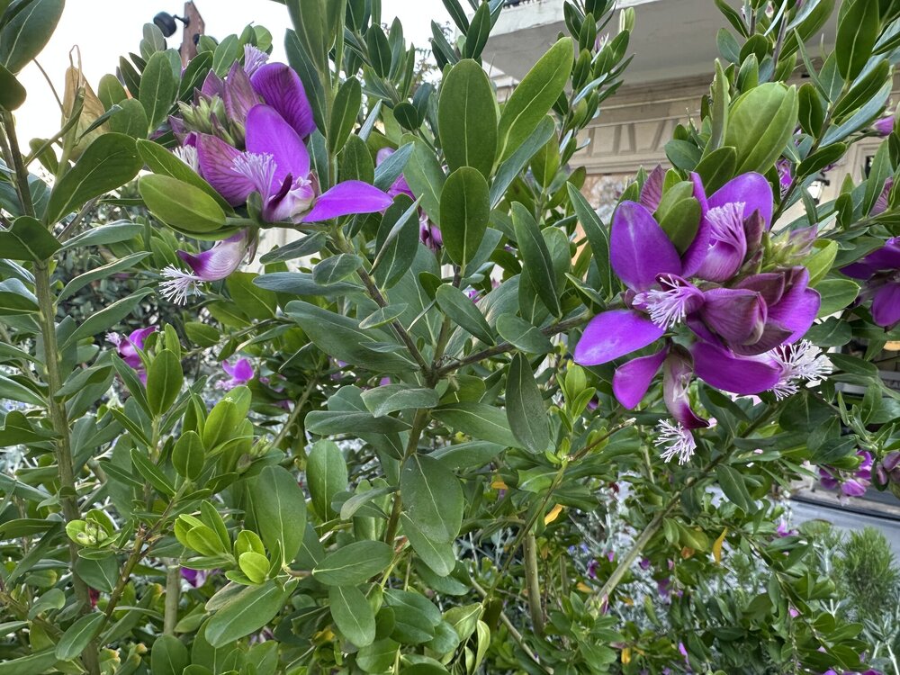 IMG_9543.jpeg