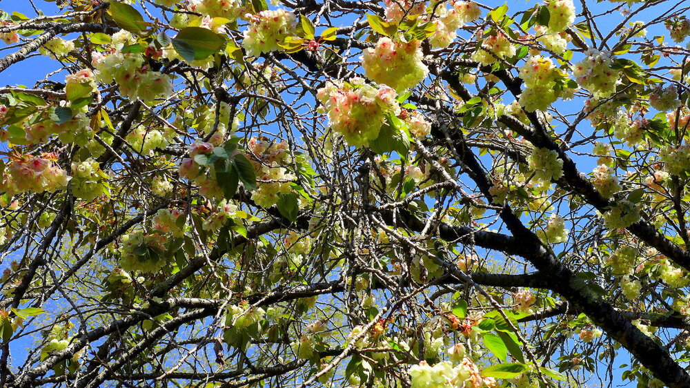 P1560550.JPG