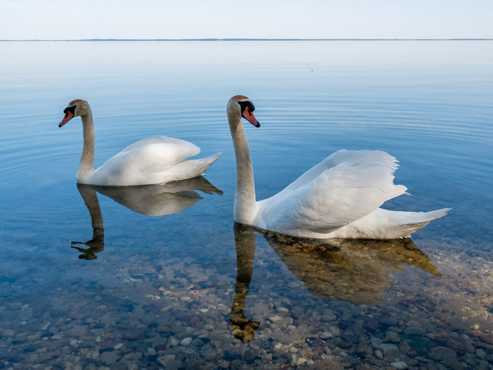 shutterstock_1749760631-1.jpg