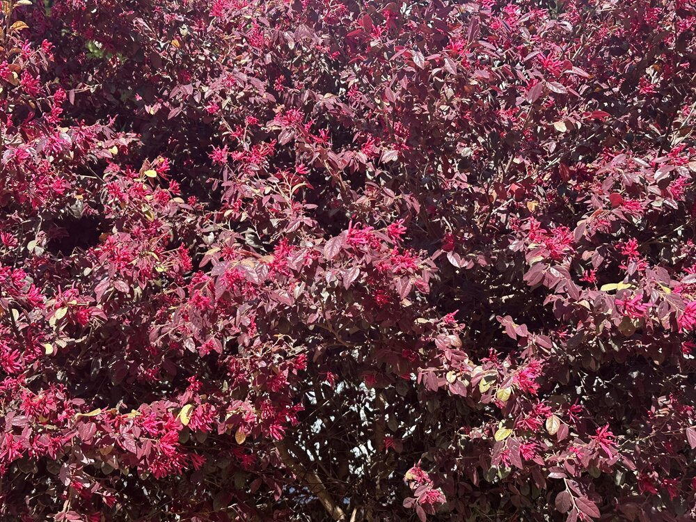 IMG_0961.jpeg