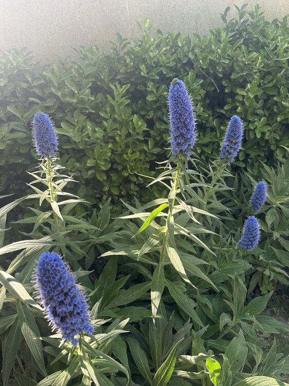IMG_1036.jpeg