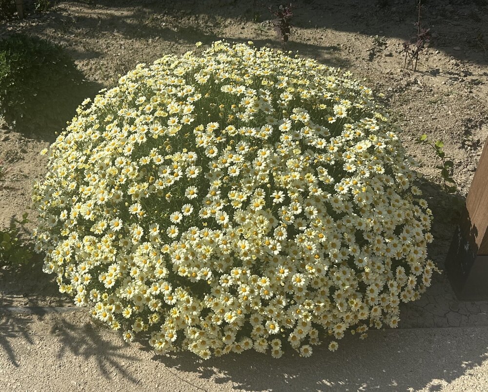 IMG_1044.jpeg
