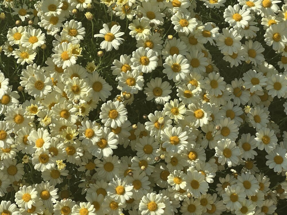 IMG_1045.jpeg