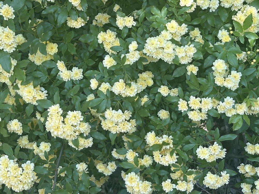 IMG_1047.jpeg
