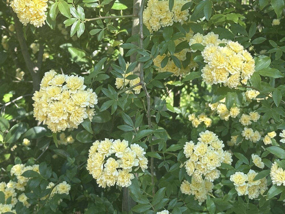 IMG_1048.jpeg