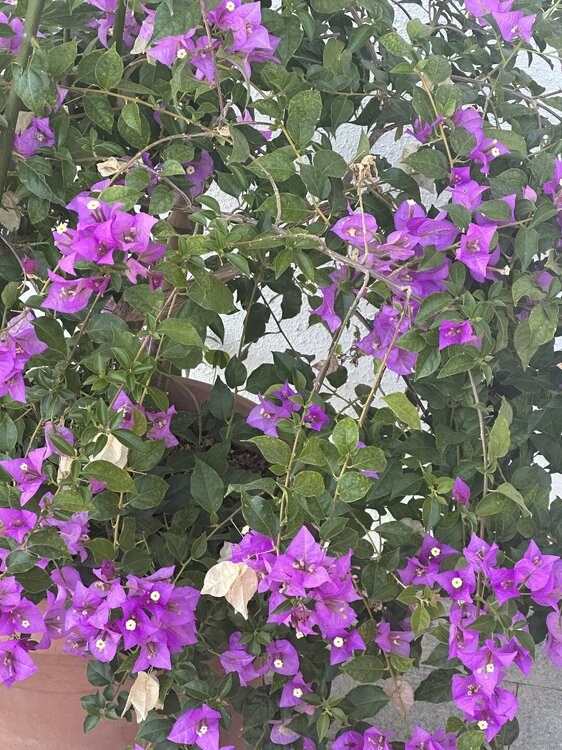 IMG_1050.jpeg