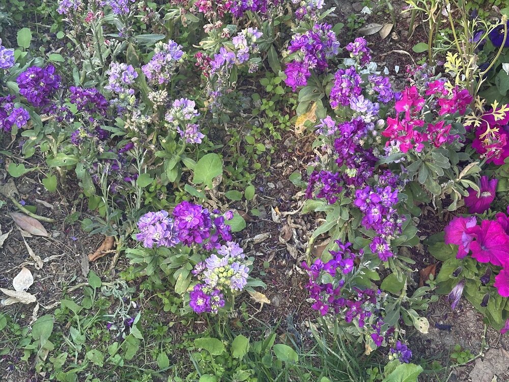 IMG_1051.jpeg