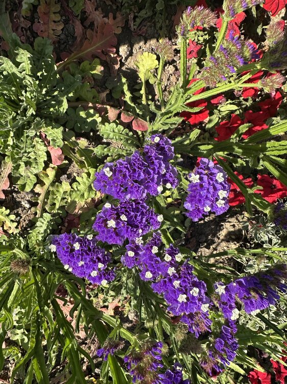 IMG_1053.jpeg