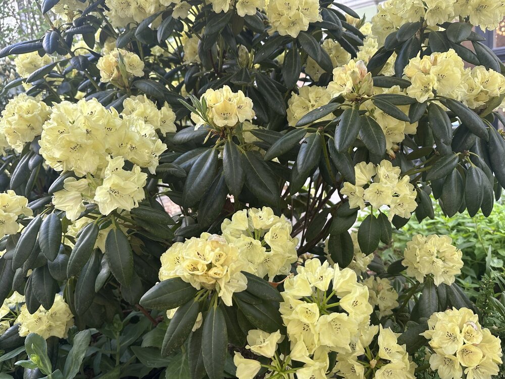 IMG_1218.jpeg