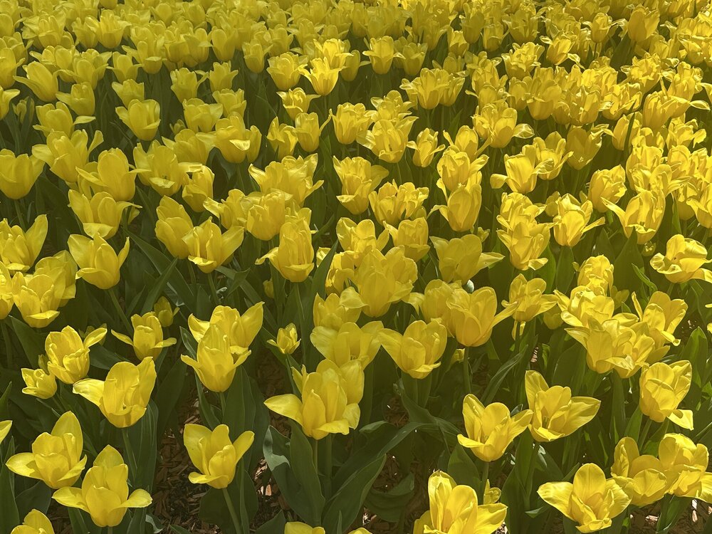 IMG_1288.jpeg
