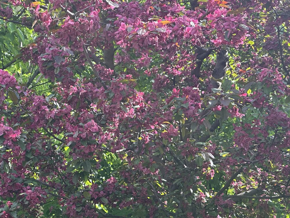 IMG_1334.jpeg