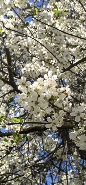 IMG_20260503_143152.jpg
