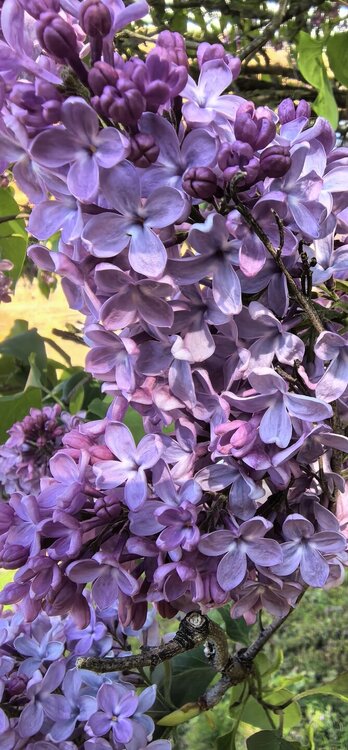 IMG_20260504_090806.jpg