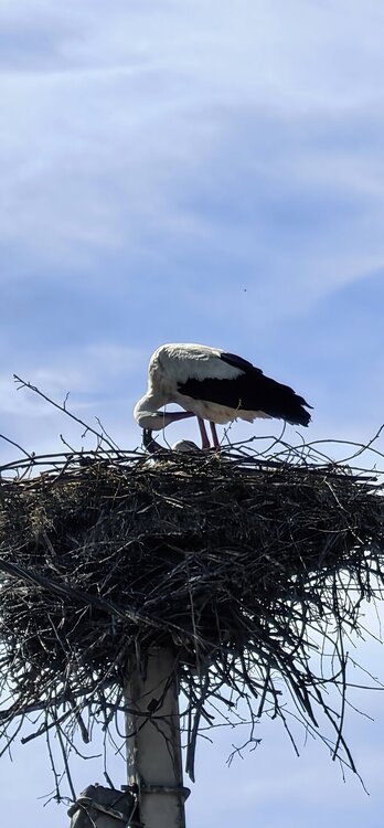 IMG_20260504_150341.jpg