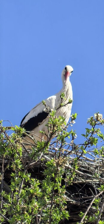 IMG_20260504_150657.jpg