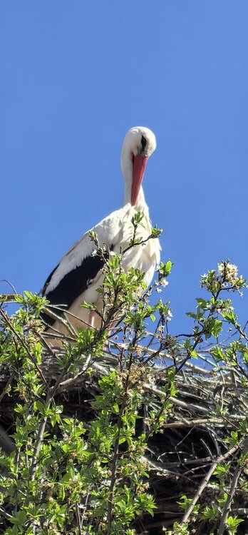 IMG_20260504_150714.jpg