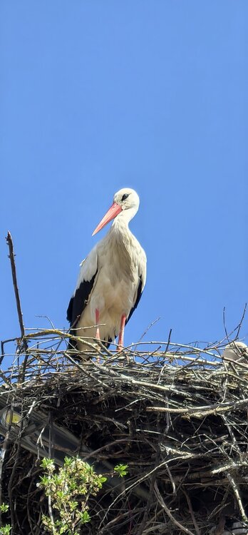 IMG_20260504_151504.jpg
