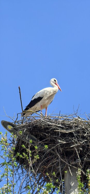 IMG_20260504_151657.jpg