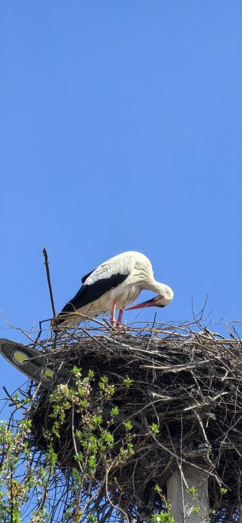 IMG_20260504_151723.jpg