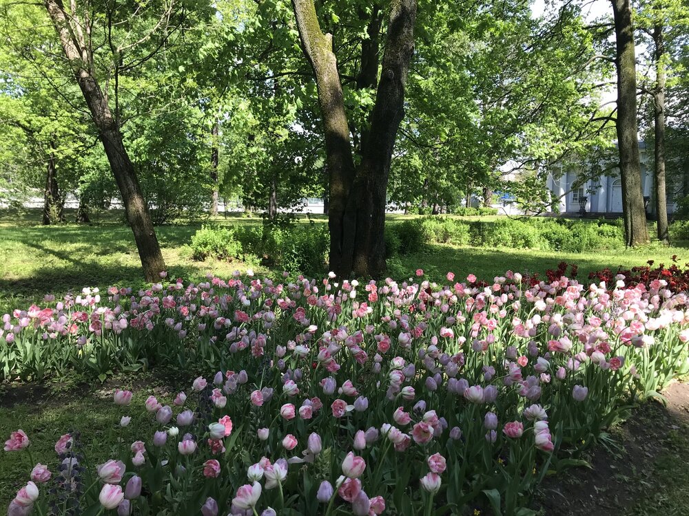 IMG_2976.jpeg