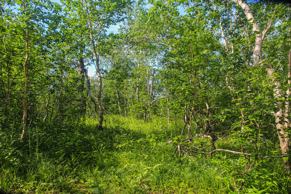 IMG_5215.jpg