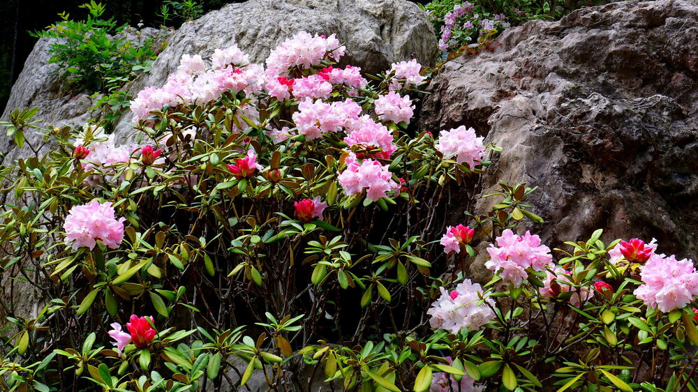 P1570131.JPG