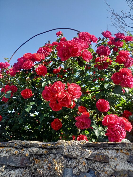 20260724_094215.jpg