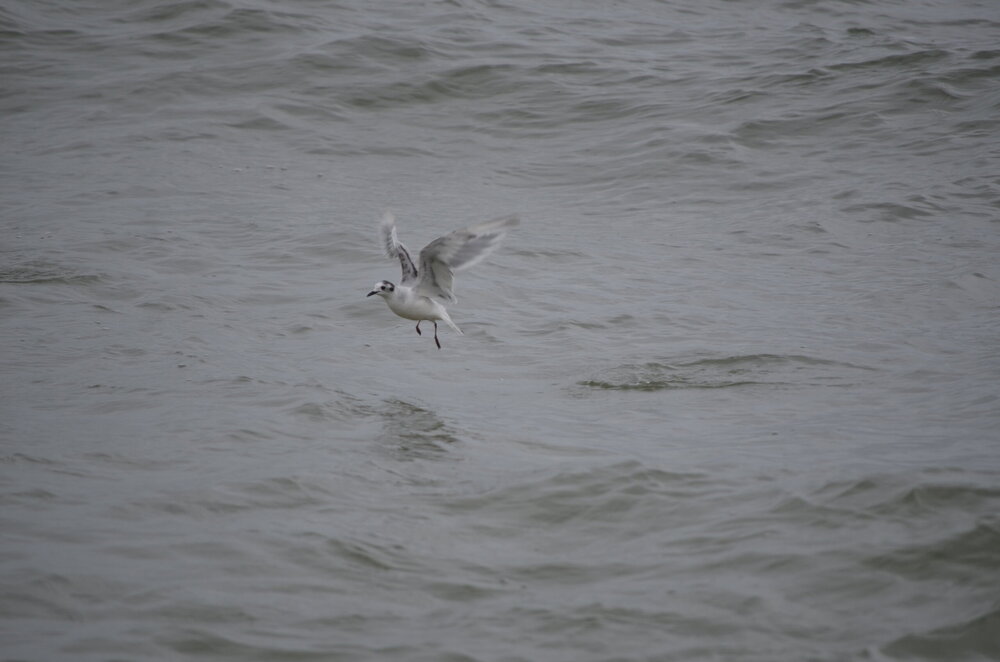 DSC_8199.JPG