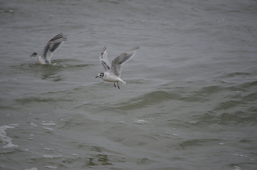 DSC_8206.JPG