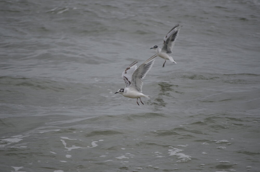 DSC_8207.JPG