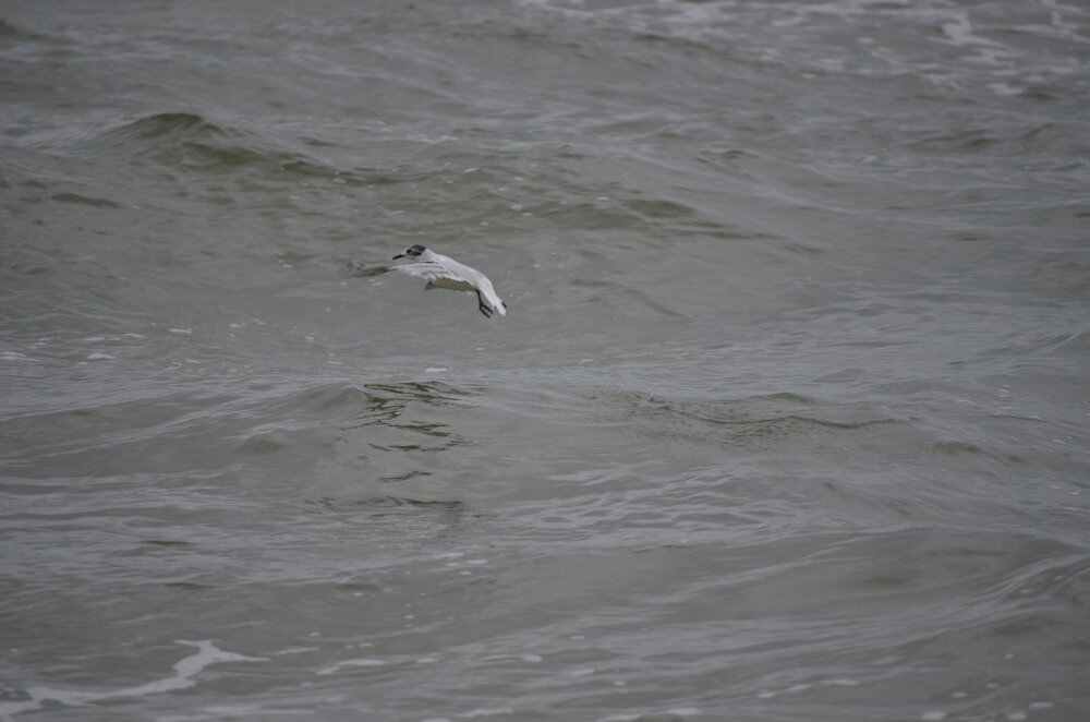 DSC_8211.JPG