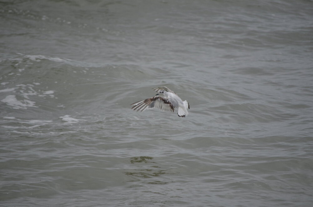 DSC_8243.JPG