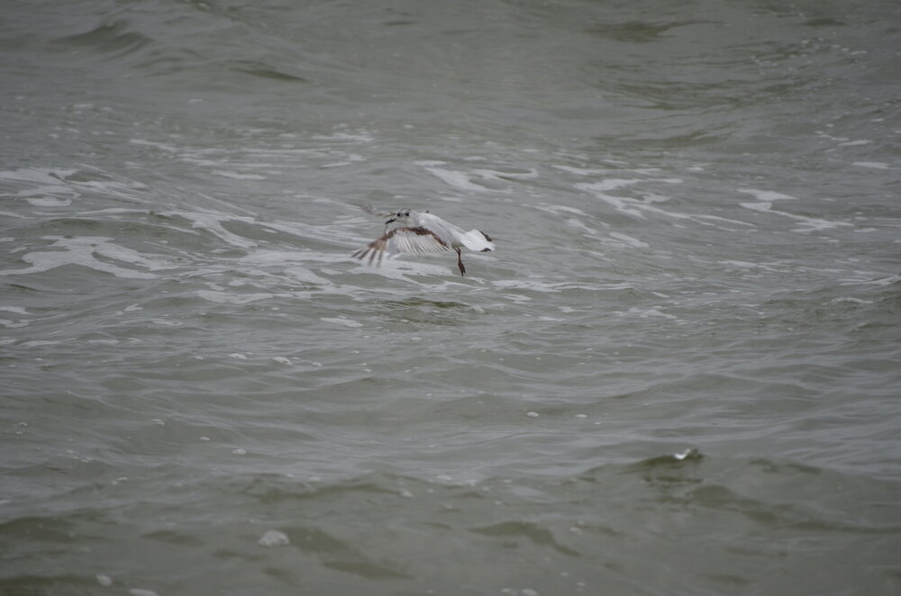 DSC_8247.JPG