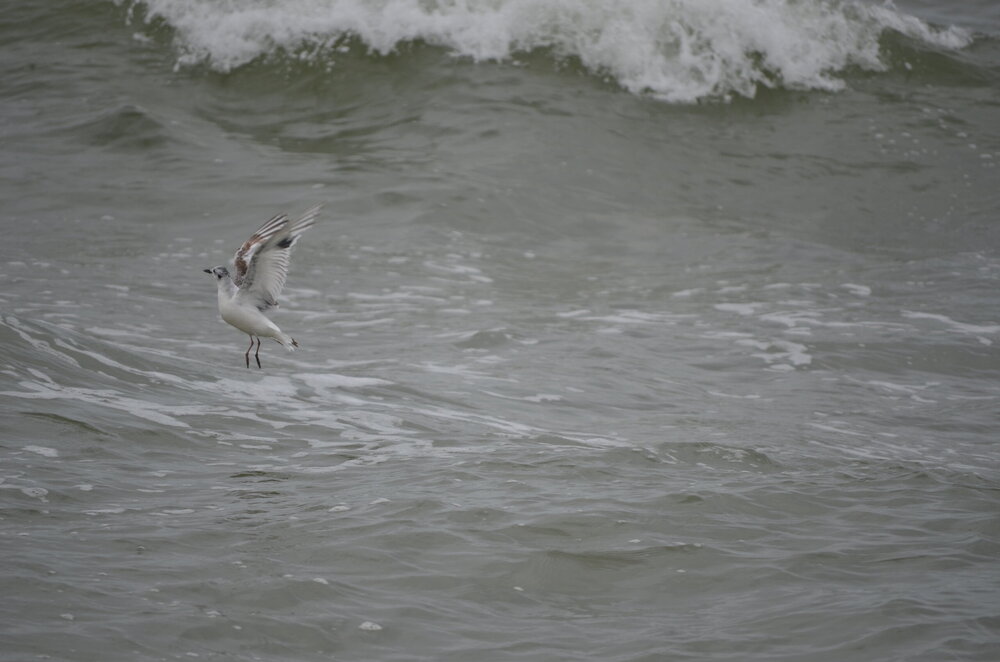 DSC_8248.JPG