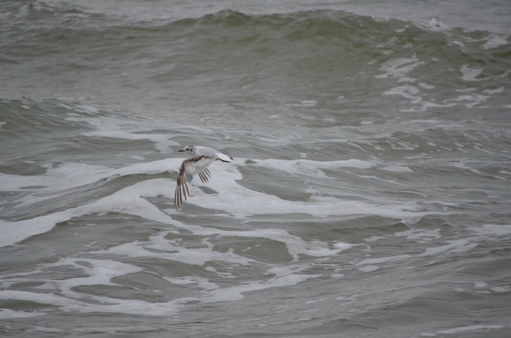 DSC_8252.JPG