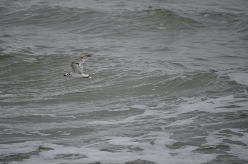 DSC_8253.JPG