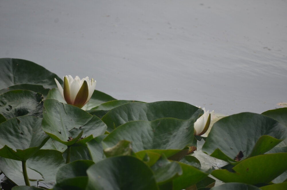DSC_8474.JPG