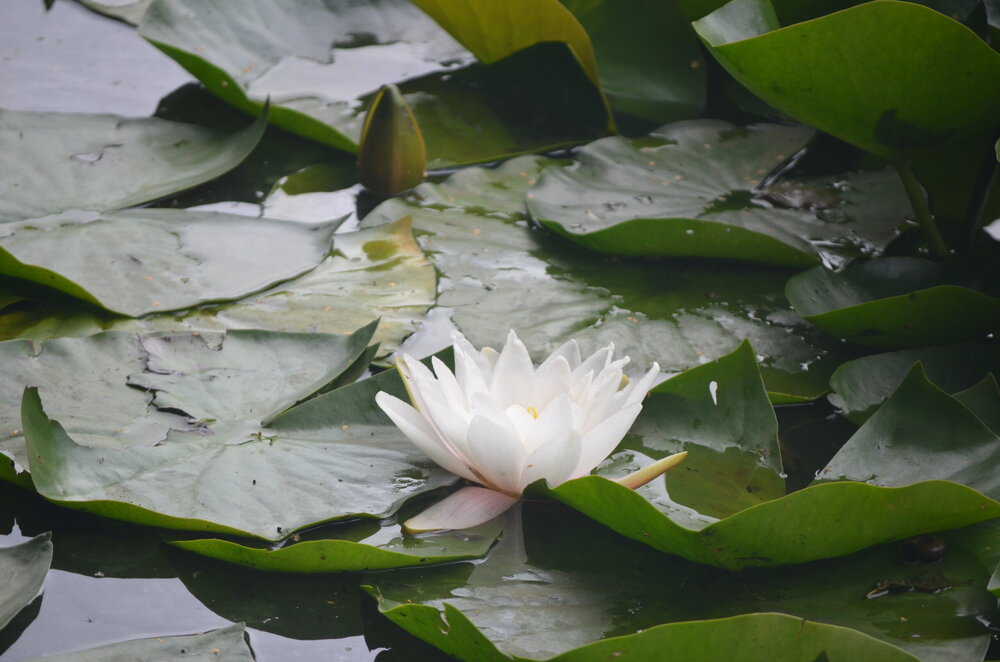 DSC_8480.JPG