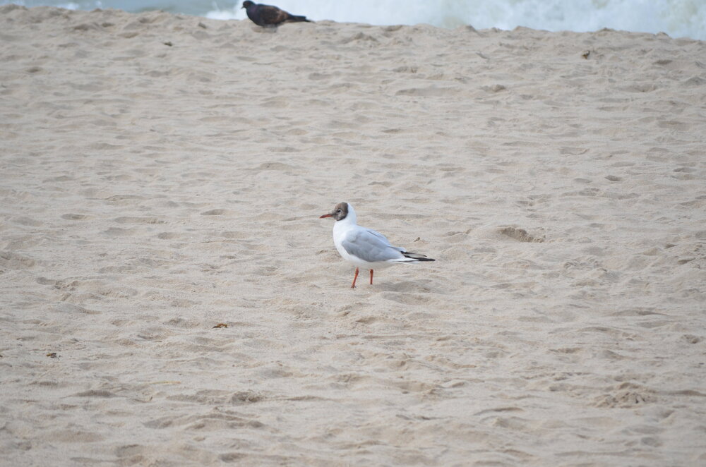 DSC_8507.JPG
