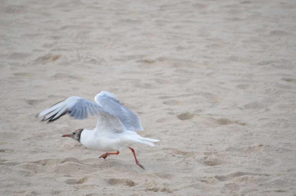 DSC_8509.JPG