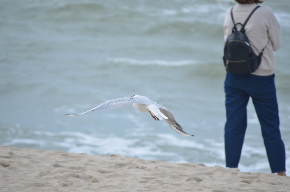 DSC_8513.JPG