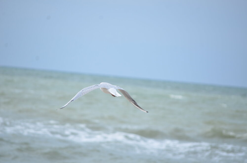 DSC_8514.JPG