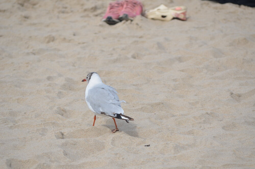 DSC_8517.JPG