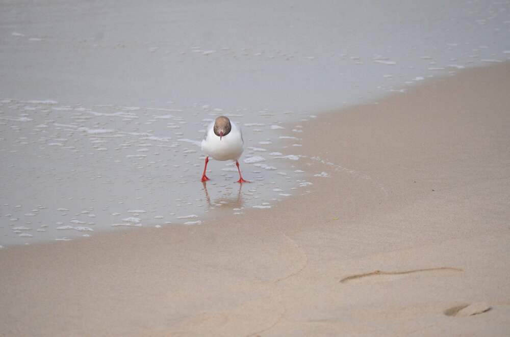 DSC_8623.JPG