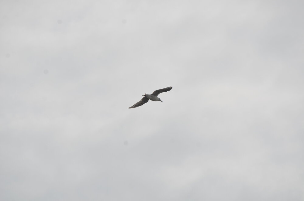 DSC_8652.JPG