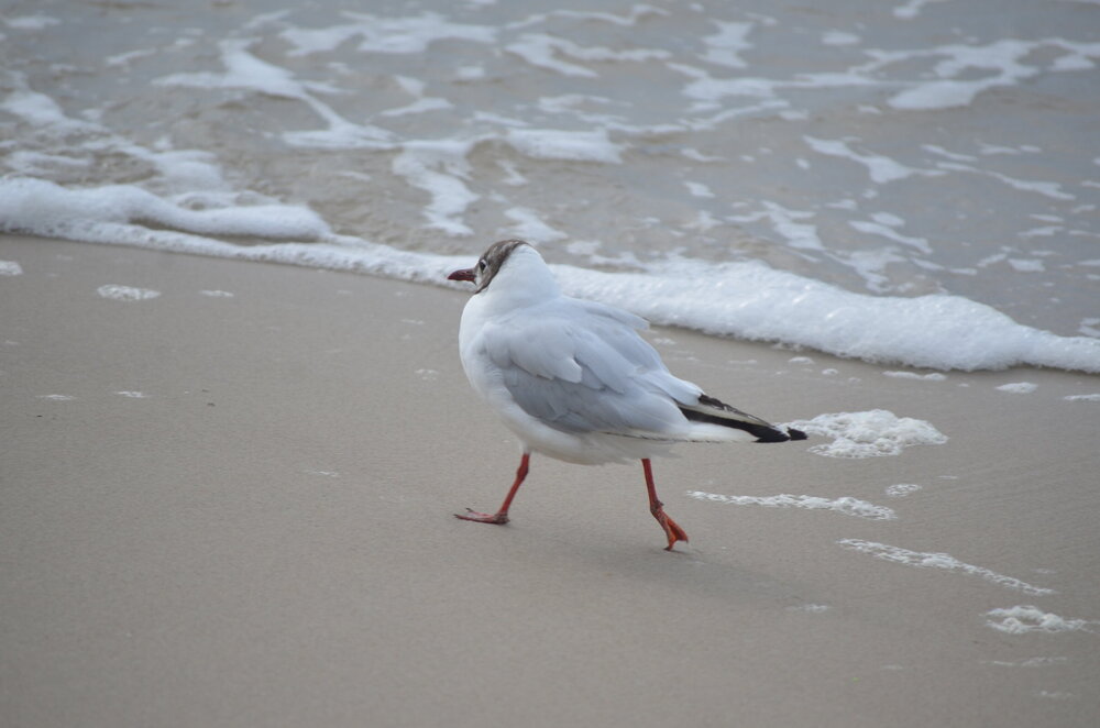 DSC_8681.JPG