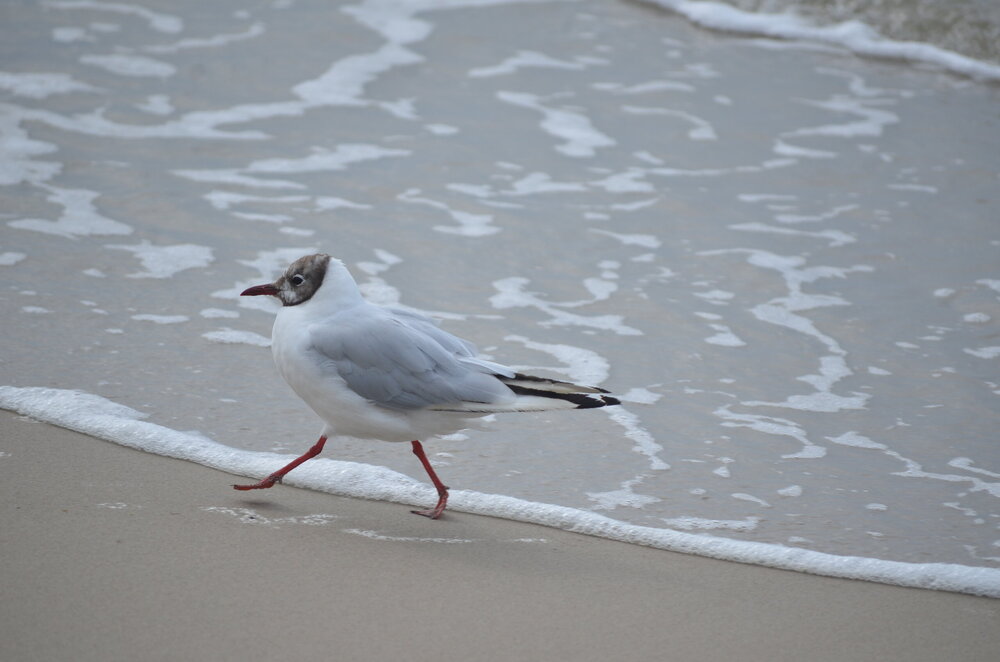 DSC_8684.JPG