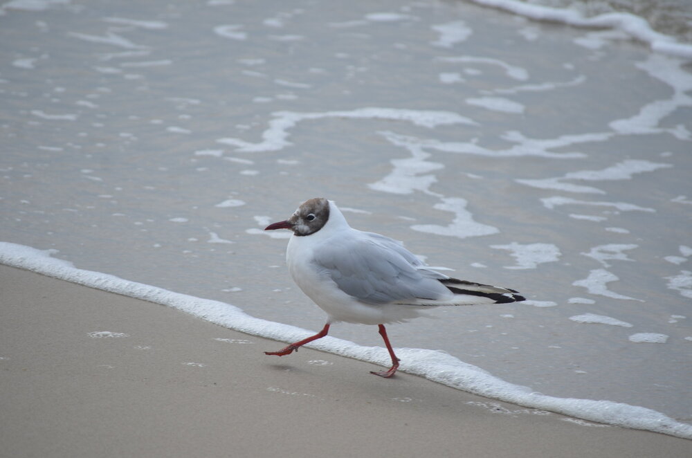 DSC_8685.JPG