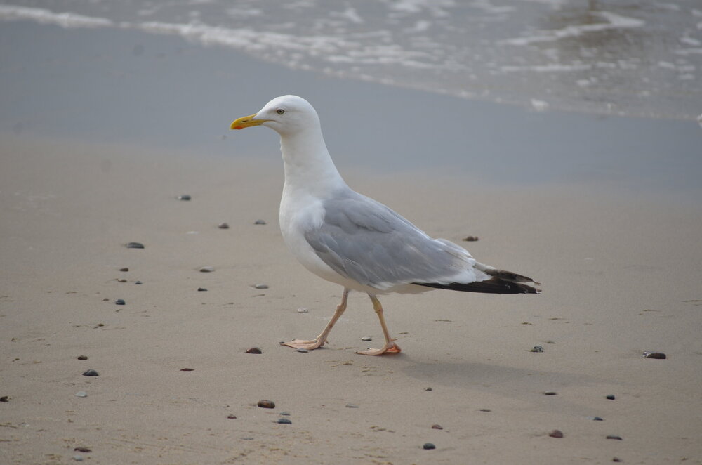 DSC_8710.JPG