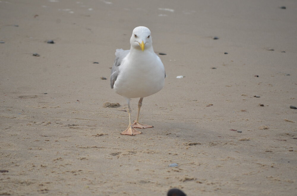 DSC_8713.JPG